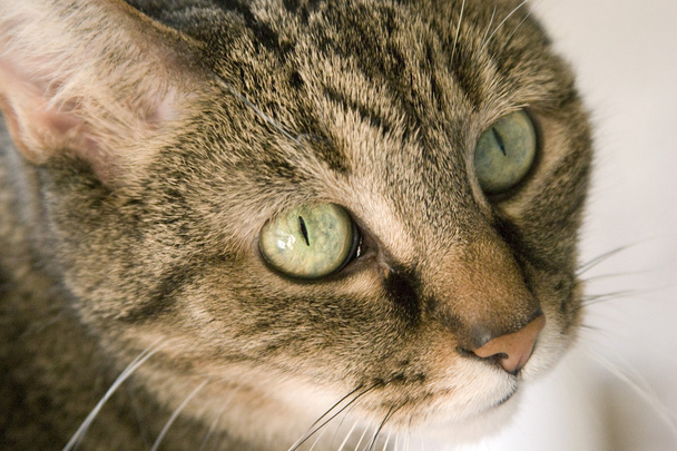 zöld szemű macska - Fotó, kép