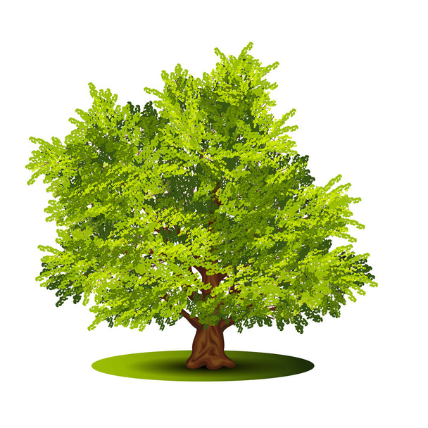 detached tree with green leaves on a white background - Vector, Image