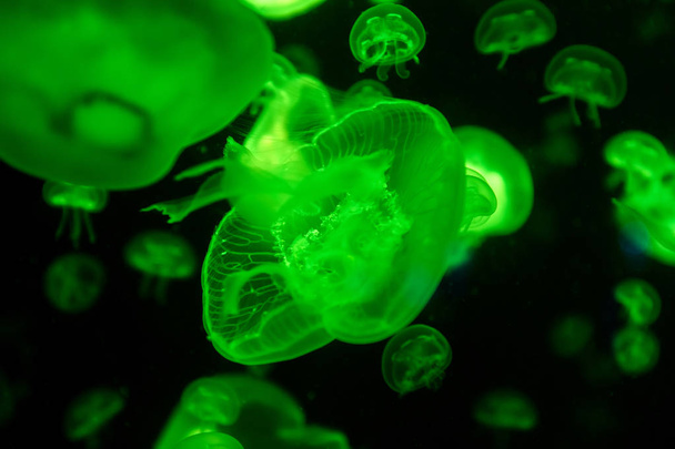 Аврелія медузи ауріта кольоровий напівпрозорий колір і темний фон
 - Фото, зображення