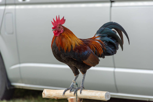 Rooster on a small log, outdoor, in a grass yard. - Photo, Image