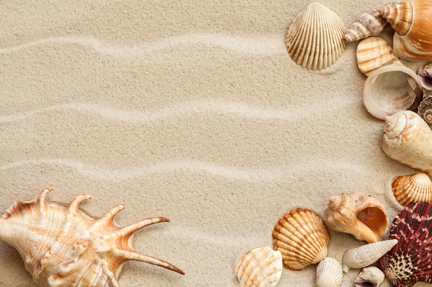 sea shells with sand as background - Fotografie, Obrázek