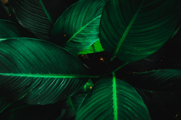 Selective focus closed up tropical summer green leaf background with sunlight. - Photo, image