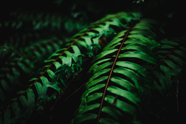 Selective focus closed up tropical summer green leaf background with sunlight. - Foto, Imagen
