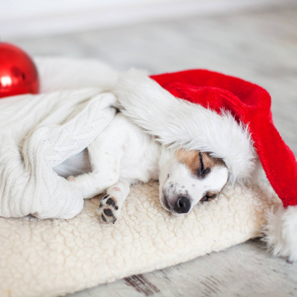Sleeping dog in christmas hat - Фото, зображення