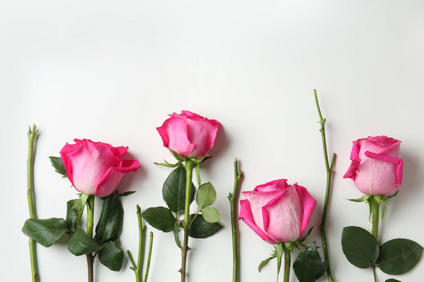 Beautiful pink roses on white background - Fotoğraf, Görsel