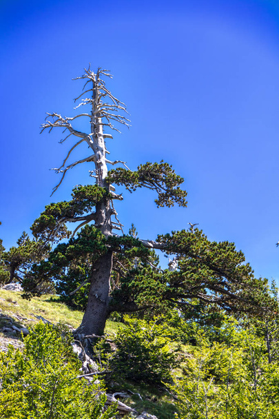El llamado Jardín de los Dioses en el Parque Nacional Pollino, donde vive el pino bosnio, o Pinus Leucodermis, Basilicata, Italia - Foto, Imagen