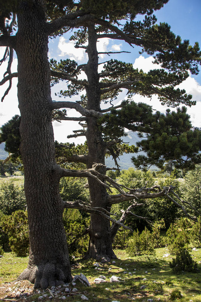 El llamado Jardín de los Dioses en el Parque Nacional Pollino, donde vive el pino bosnio, o Pinus Leucodermis, Basilicata, Italia - Foto, imagen