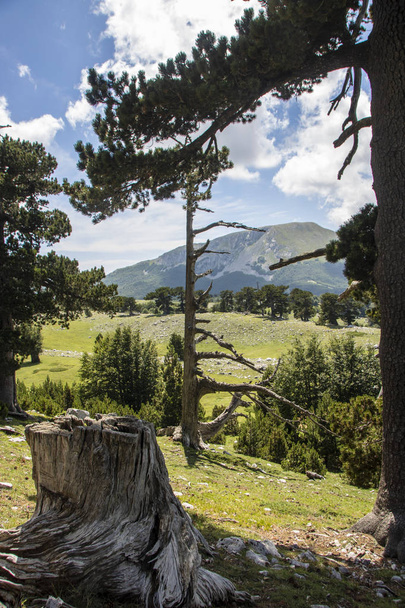Так званий Божий сад у національному парку Полліно, де живе боснійська сосна, або Pinus Leucodermis (Базиліката, Італія). - Фото, зображення