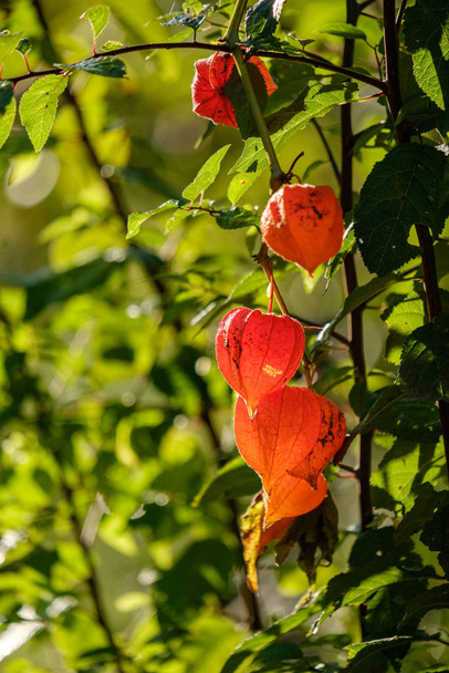 ύπαιθρο στον κήπο λουλούδια στο θάμπωμα του φόντου και πράσινο φύλλωμα το καλοκαίρι - Φωτογραφία, εικόνα