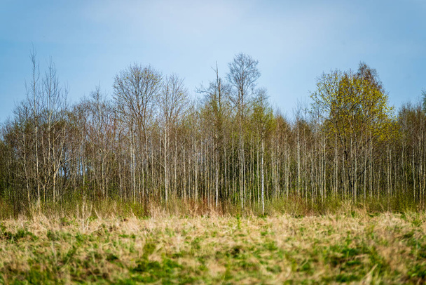 plain simple countryside spring landscape with fresh green meadows and forests . blue sky over - Foto, Bild
