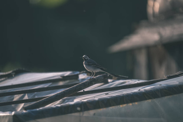 a tetőn, nyáron - vintage retro kis billegető madár néz ki - Fotó, kép