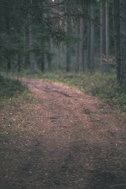 dirt road in clean pine tree forest with mud and green foliage around. dark colors - vintage retro look - Foto, afbeelding