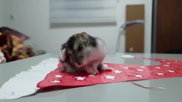 Video Siberische grijze hamster wast. - Video