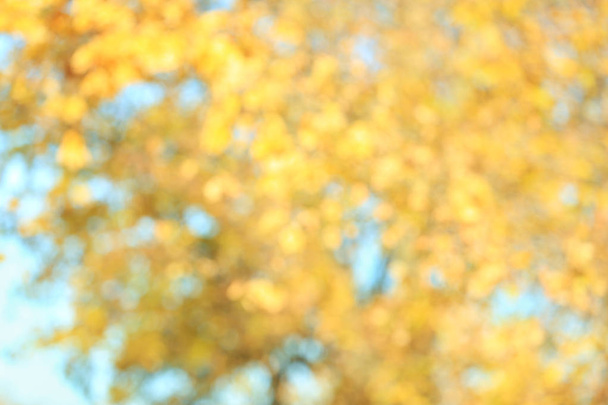 Niewyraźne widoku drzewa w parku jesień - Zdjęcie, obraz