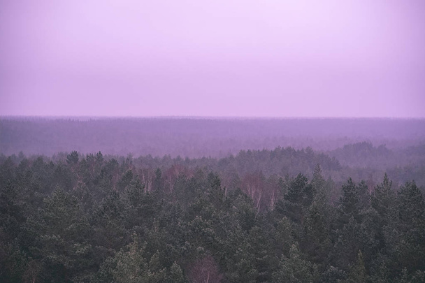 panoramisch zicht op mistige dennenbos in het najaar. mist scheidt bos in vele lagen van zichtbaarheid. verre horizon in altijdgroene bos - vintage retro look - Foto, afbeelding
