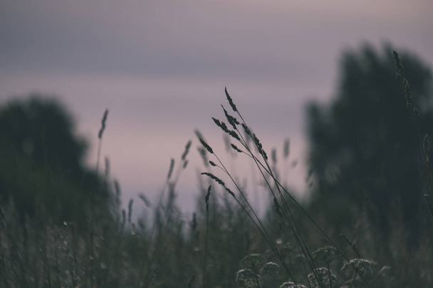 Крупним планом дика трава в полі на заході сонця
 - Фото, зображення