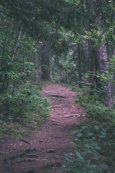 camino de tierra en bosque limpio de pinos con barro y follaje verde alrededor. colores oscuros - aspecto retro vintage
 - Foto, Imagen