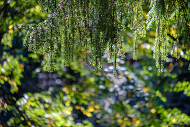follaje verde profundo en luz de verano para fondos o texturas textura neutra
 - Foto, Imagen