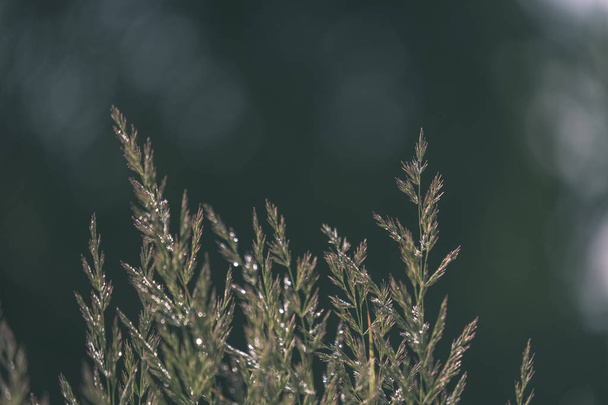 zomer planten en struisgras op wazig achtergrond in de avondzon. Structuurpatroon van groenaanleg - vintage retro look - Foto, afbeelding