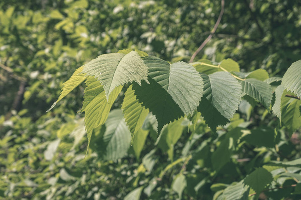follaje verde en verano con sombras duras y luz solar brillante en el bosque - aspecto retro vintage
 - Foto, Imagen