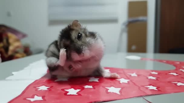 Vidéo Le hamster gris sibérien lave
. - Séquence, vidéo