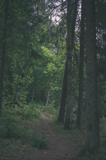 földúton a sár és a zöld lomb, ezen a környéken: tiszta fenyő erdő. sötét színek - vintage retro - Fotó, kép