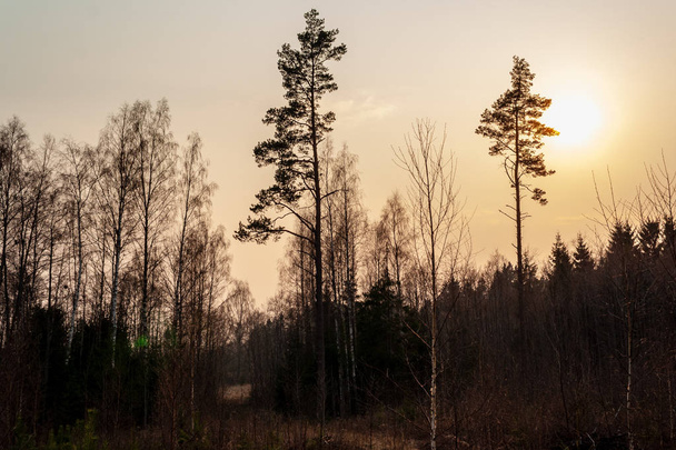 mokré prázdný Les v Předjaří stromy bez listí. scénu nahé přírody - Fotografie, Obrázek