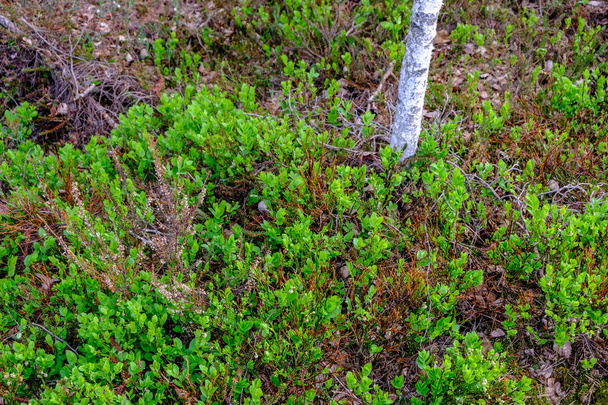 Suolla maisema näkymä yksinäinen mäntyjä ja turvetta kentät vihreä kesä lehtien ympäristössä
 - Valokuva, kuva