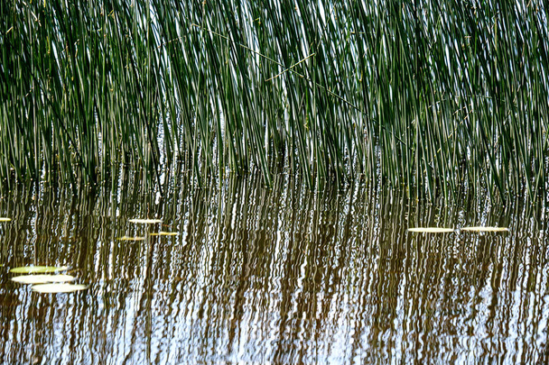 καλοκαιρινή ήρεμη μέρα δείτε δίπλα στη λίμνη με καθαρό νερό και το νερό γρασίδι, κλίσεις και πράσινο φύλλωμα κοντά σε δάσος - Φωτογραφία, εικόνα