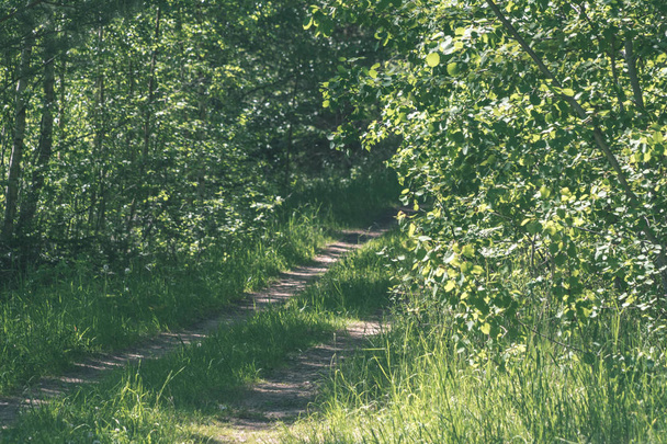 Leerer Feldweg im grünen Wald - Foto, Bild