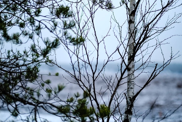 borovice kmeny a větve s zelené jehličí v bažině oblasti. světlé barvy a rozostření pozadí - Fotografie, Obrázek