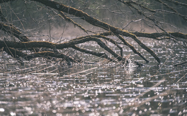 όχθη της λίμνης, με διακριτές δέντρα πράσινο καλοκαίρι με καταστήματα φθάνοντας νερό και βυθίζεται in. μικρά κύματα μπροστά - vintage ρετρό εμφάνιση - Φωτογραφία, εικόνα