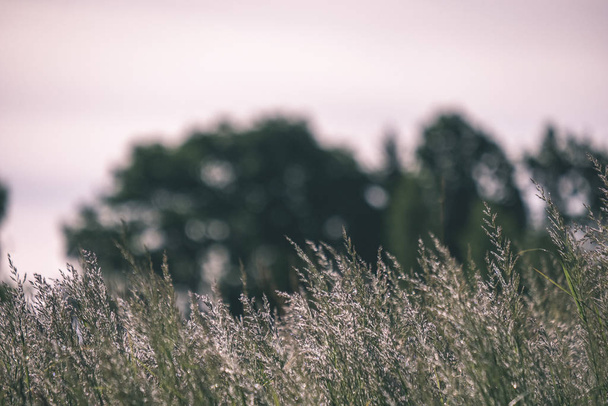 Крупним планом дика трава в полі на заході сонця
 - Фото, зображення