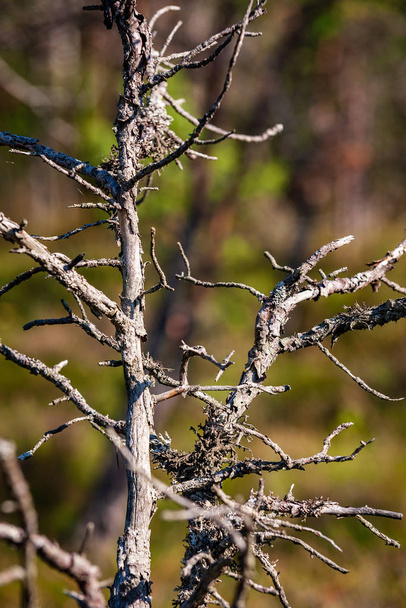голі гілки дерева в кінці осені без листя на розмитому фоні
 - Фото, зображення