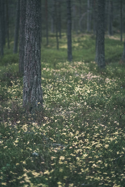 follaje oscuro en el suelo del bosque en otoño. bosque de pinos con musgo en los árboles - aspecto retro vintage
 - Foto, imagen