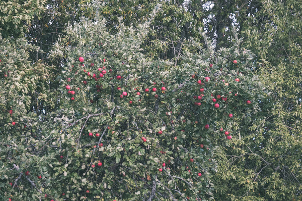 Manzanas frescas colgando en el árbol. Escena de jardín con gotas de rocío
 - Foto, Imagen