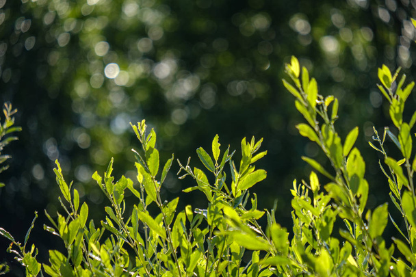 Seçici odak, gün ışığı yeşil bitkilerin - Fotoğraf, Görsel