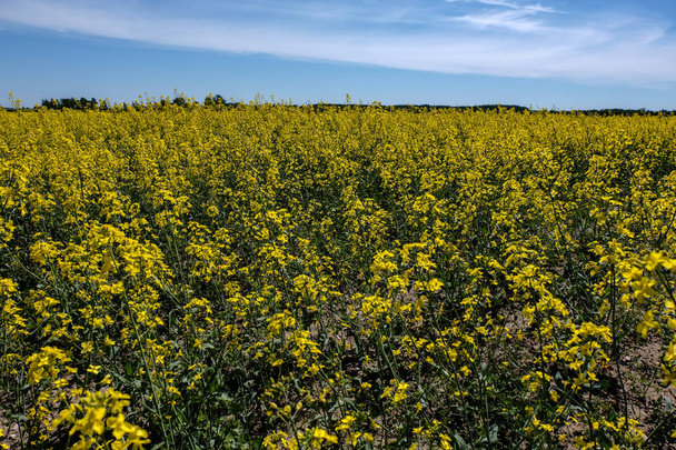 φωτεινά κίτρινα πεδία της ελαιοκράμβης στην ύπαιθρο γεωργικές εκτάσεις - Φωτογραφία, εικόνα