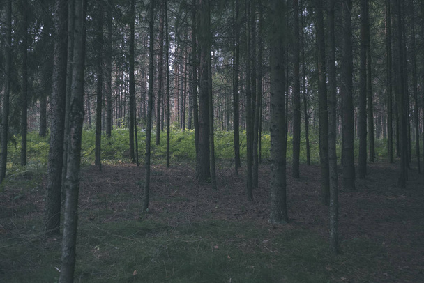 estrada de terra na floresta de pinheiros limpa com lama e folhagem verde ao redor. cores escuras
 - Foto, Imagem