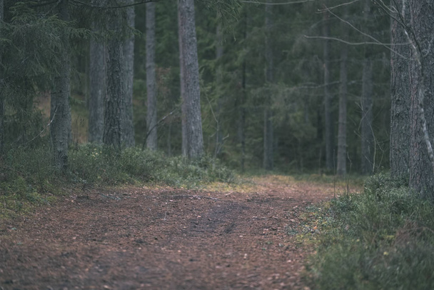 estrada de terra na floresta de pinheiros limpa com lama e folhagem verde ao redor. cores escuras
 - Foto, Imagem
