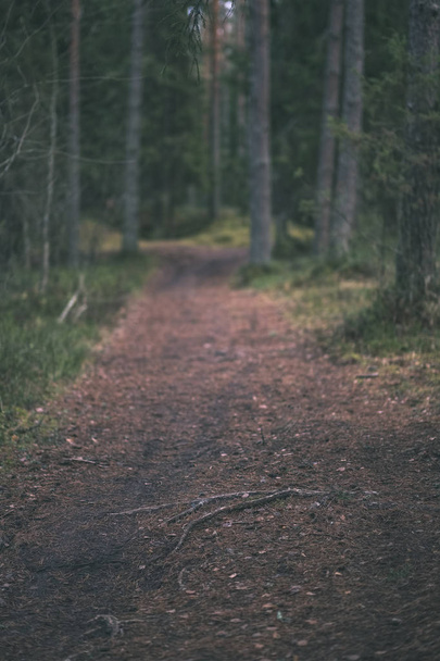 χωματόδρομο στο καθαρό πεύκο δάσος με λάσπη και πράσινο φύλλωμα γύρω. φαίνονται σκοτεινά χρώματα - ρετρό παλιάς χρονολογίας - Φωτογραφία, εικόνα