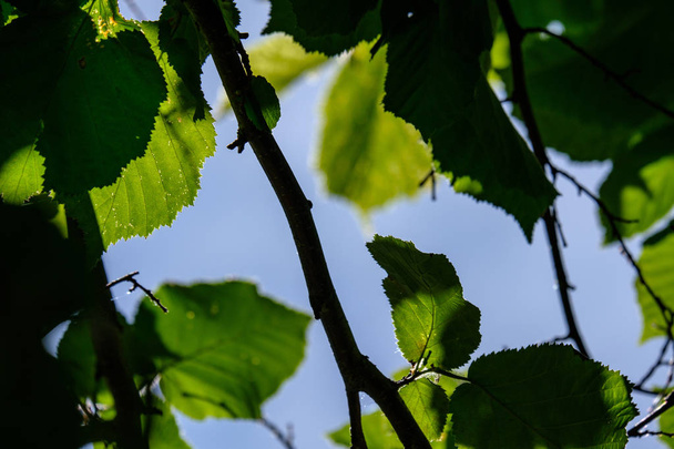 fresh green foliage tree leaves in morning light against blur background and blue sky - Photo, Image