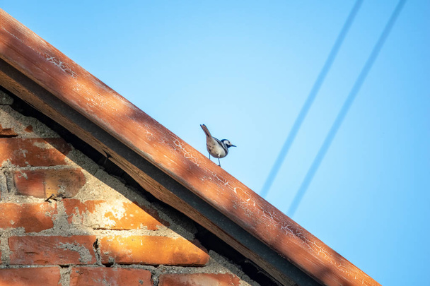 kis billegető madár, nyáron a háztetőn - Fotó, kép