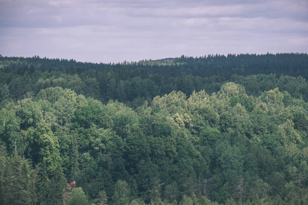 Bosque siempreverde en día brumoso visto desde arriba. horizonte lejano
  - Foto, imagen