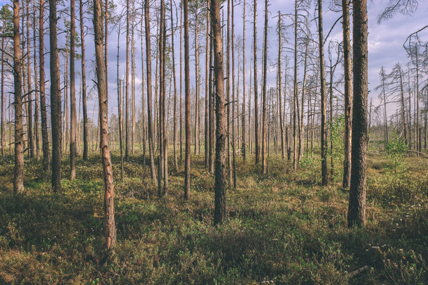 Speciální oblast s borovicemi a trávník pole  - Fotografie, Obrázek