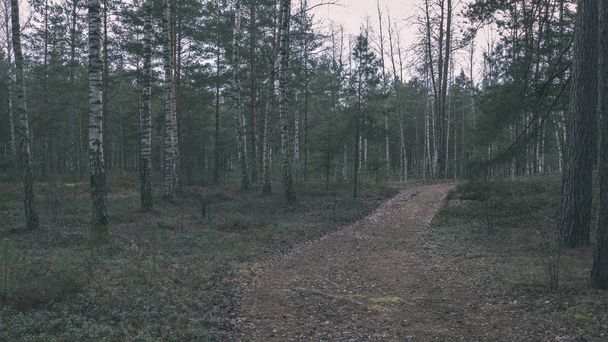 eenvoudige platteland bos weg in perspectief met loof en bomen rond - vintage retro-look - Foto, afbeelding