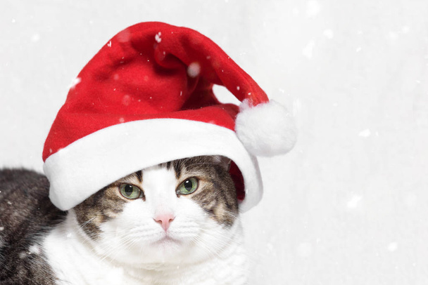 Joulukissa punaisessa Joulupukin hattu ja lumihiutaleet valkoisella taustalla
 - Valokuva, kuva