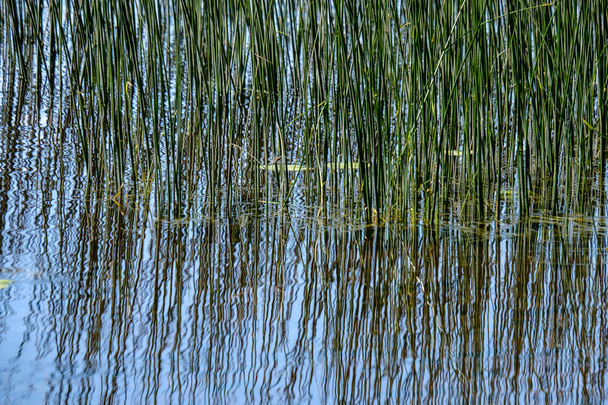 Zobacz spokojny letni dzień nad jeziorem z czystą wodą, wody trawa, wygięte i zielonych liści, w pobliżu lasu - Zdjęcie, obraz