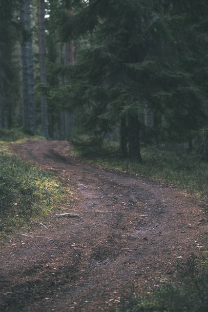 chemin de terre dans la forêt de pins propre avec de la boue et du feuillage vert autour. couleurs sombres
 - Photo, image
