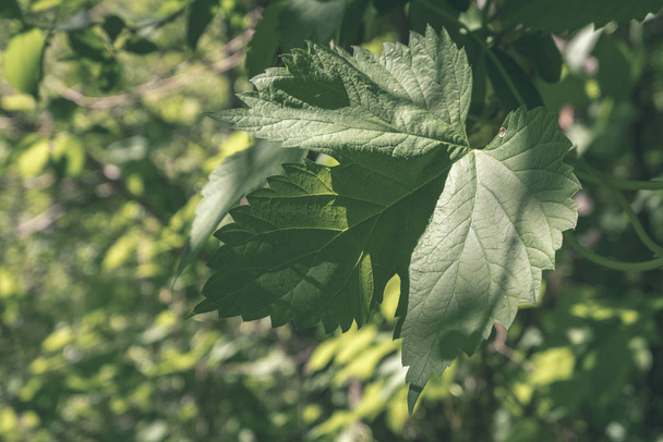 Grünes Laub im Sommer mit harten Schatten und hellem Sonnenlicht im Wald - Vintage-Retro-Look - Foto, Bild